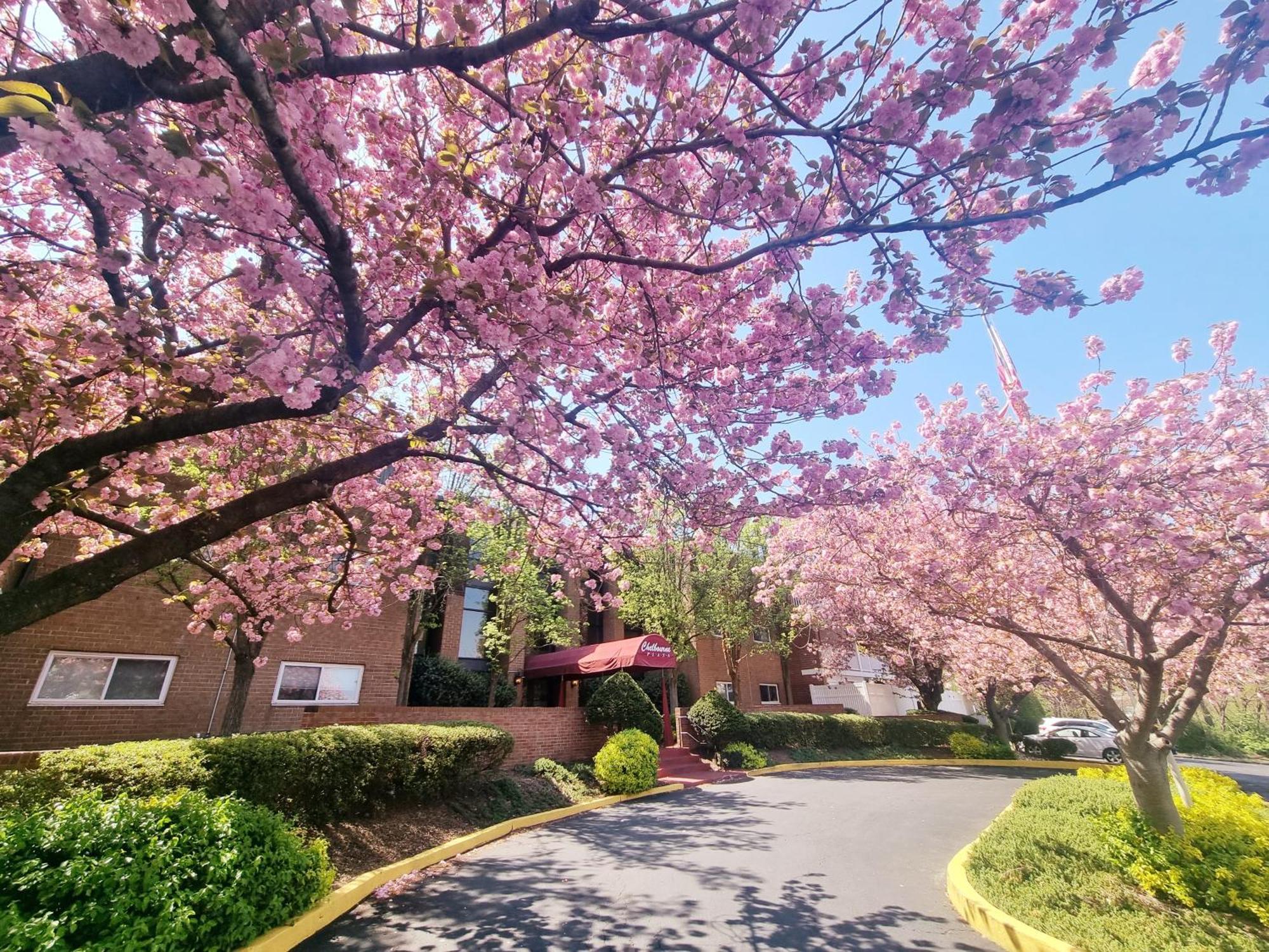 Large, Clean, Comfortable, 1Br Near Einstein Hos Elkins Park Zewnętrze zdjęcie